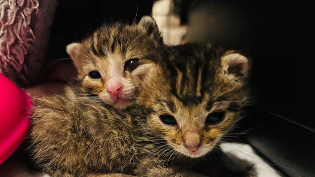 Tierheim Feucht sendet Hilferuf: "Werden regelrecht &uuml;berrollt"