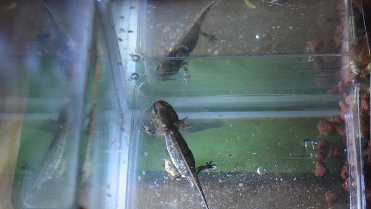 Nahaufnahme der Feuersalamander im Aquarium bei Hans-Georg Mommsen.  Foto: Kathrin Kupka-Hahn