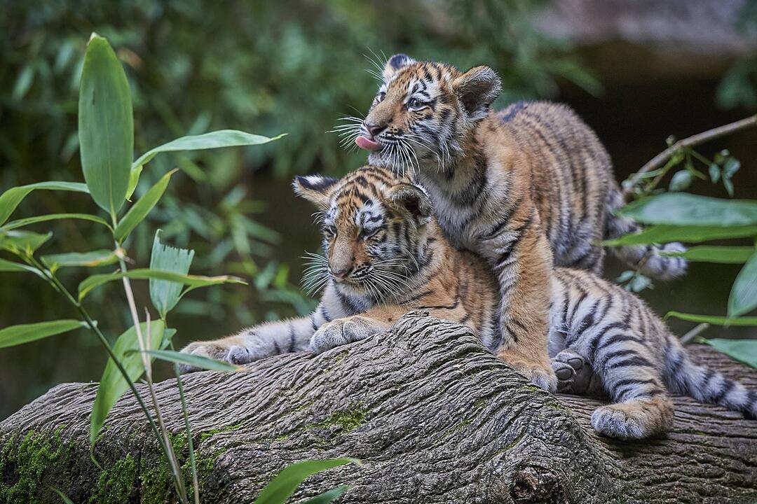 Tiger-Nachwuchs entwickelt sich prächtig in Nürnberg
