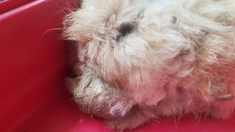 Tierheim Bayreuth: Kleine "Motte" völlig verwahrlost aufgefunden - "nicht einmal bewegen"