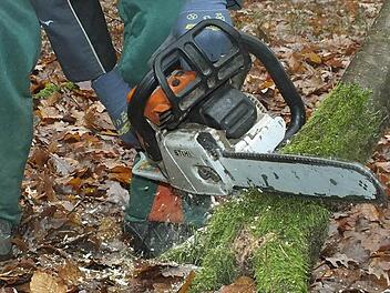 Bei Holzeinschlägen im Bad Bockleter Gemeindewald soll die touristische Bedeutung des Forsts bedacht werden.  Symbolfoto: Björn Hein