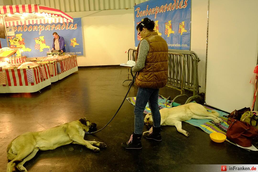 43. Internationale Rassehundeausstellung (Cacib) in Nürnberg