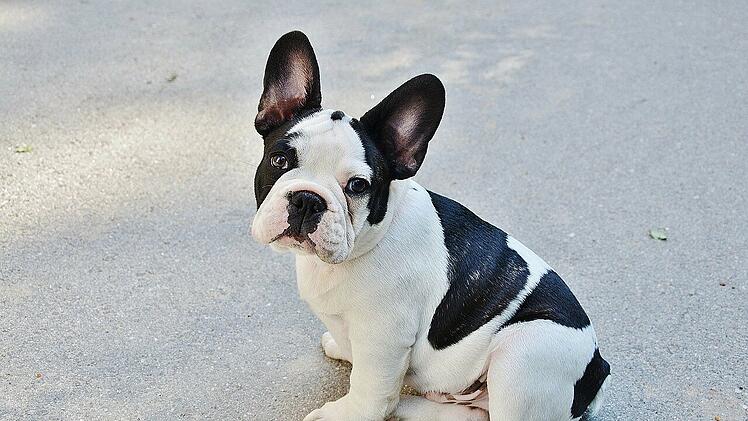 Die Französische Bulldoggen ist ein kleines Kraftpaket.