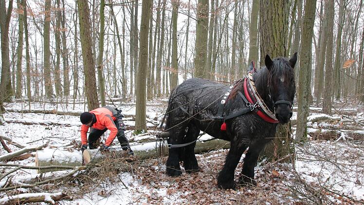 Tobias Dotter und sein Pferd bei der Arbeit im Wald.  Foto: Ralf Ruppert