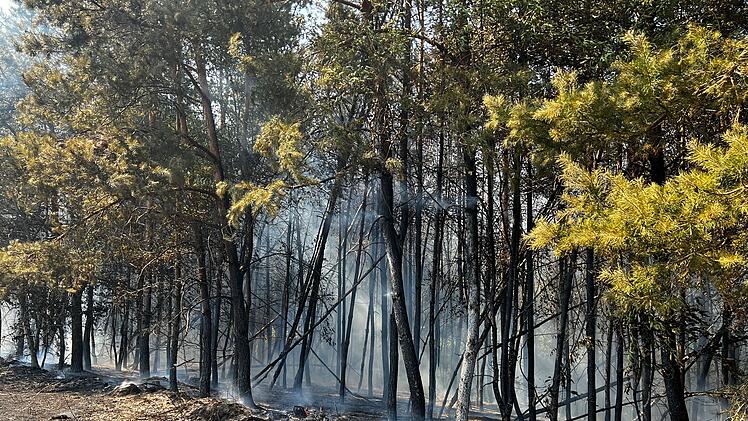 Feldbrand weitet sich zu Waldbrand aus