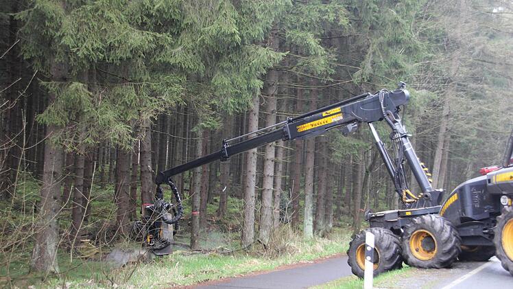 Wieder ist ein Stamm abgetrennt und fällt weg von der Straße in den Baumbestand.