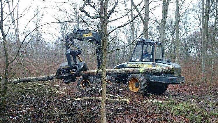 Im Gemeindewald nordwestlich der Schwarzen Pfütze sind die Vorarbeiten für den Bau von drei Windrädern angelaufen. Ein Harvester fällt in einer der Flächen bereits Bäume. Foto: Stefan Geiger