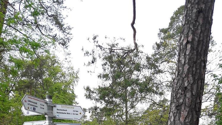 Tafeln wie hier an der Ruine Michelsberg sollen auch am künftigen Kultur Wanderweg zu finden sein. Nicht nur historisches, sondern auch aktuelle Informationen, wie über Windräder können von Interesse sein.Hartmut Hessel