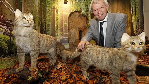 Abgetaucht in die Wildnis der Buchenw&auml;lder: Landrat Johann Kalb mit zwei Wildkatzen Foto: Matthias Hoch