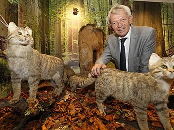 Abgetaucht in die Wildnis der Buchenwälder: Landrat Johann Kalb mit zwei Wildkatzen Foto: Matthias Hoch