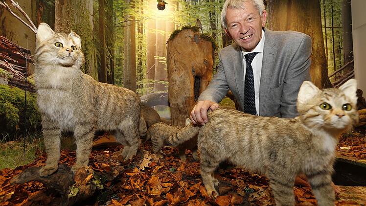 Abgetaucht in die Wildnis der Buchenwälder: Landrat Johann Kalb mit zwei Wildkatzen Foto: Matthias Hoch