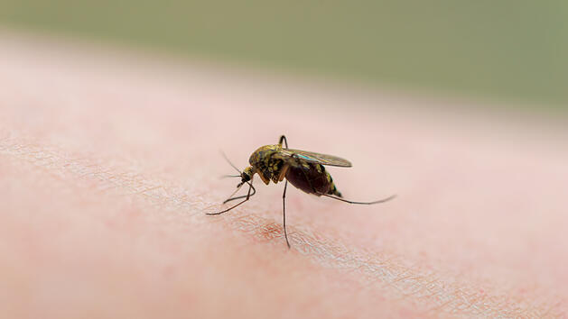 Stechmücke, Mücke, Mückenstich