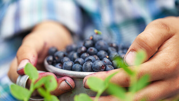 Waldbeeren, Beeren, Sammeln, Wald