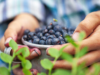 Waldbeeren, Beeren, Sammeln, Wald