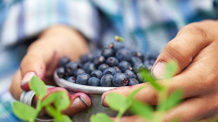 Waldbeeren, Beeren, Sammeln, Wald