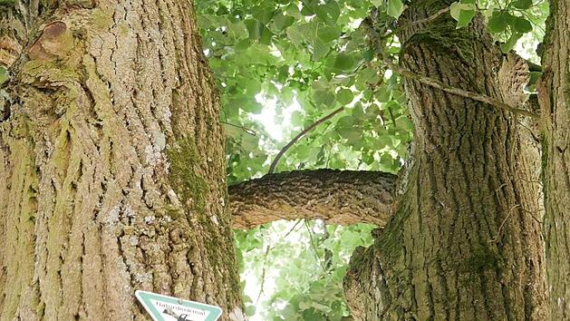 Ein kleines Schild weist diese Linde bei Haard als Naturdenkmal aus. Fast 80 Bäume haben im Landkreis diesen Status.