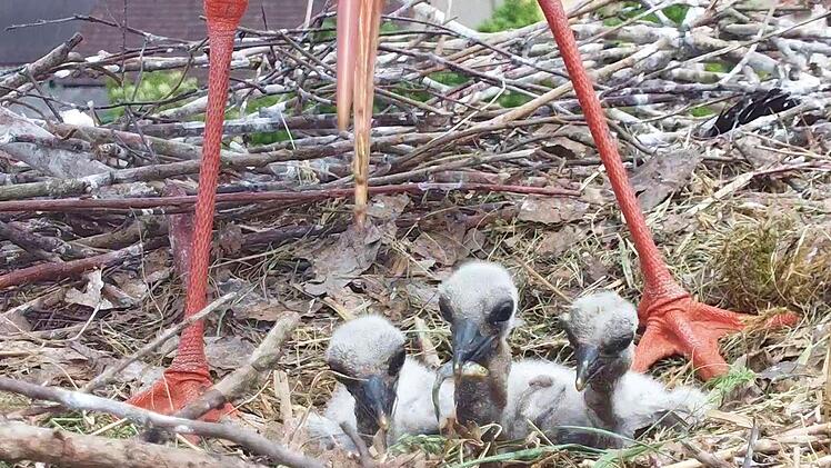 Drei Storchenküken sitzen im Nest auf dem Hammelburger Mönchsturm. Foto: Christian Fenn