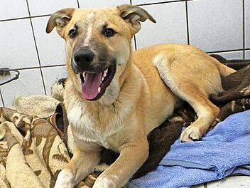 Davy warten im Tierheim auf Anschluss.