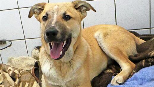 Davy warten im Tierheim auf Anschluss.