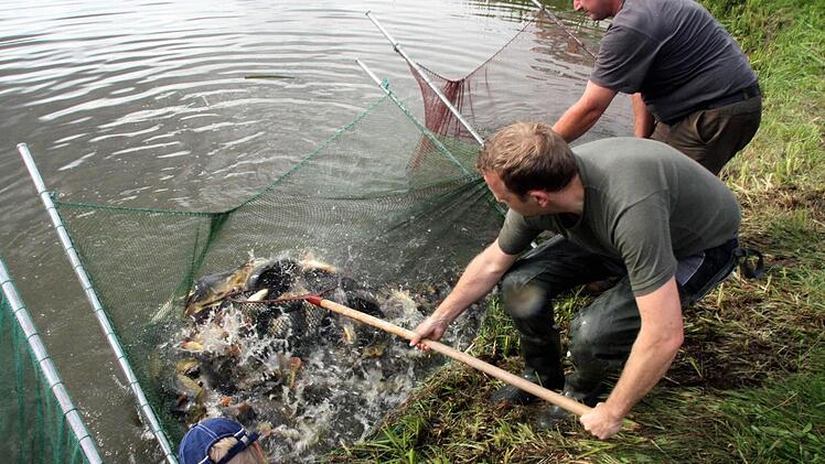 Die Fische werden vor dem Verkauf noch mal umgesetzt. Foto: Michael Busch