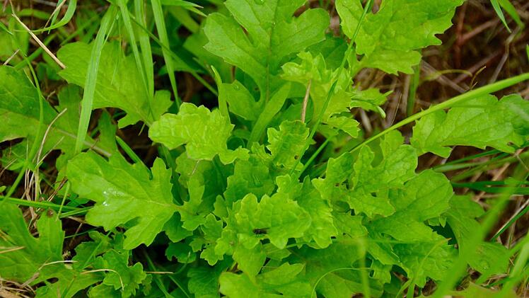 Eine noch junge Pflanze des Jakobs-Kreuzkrautes. Häufig wird diese mit Rucola verwechselt, so dass auch schon Menschen vergiftet wurden. Foto: Kathrin Kupka-Hahn