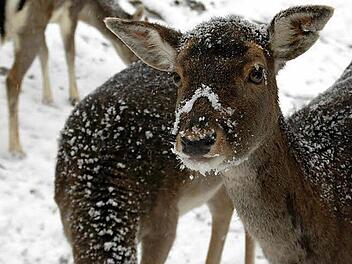 Ein bisschen Schnee um die Nase macht ja nun wirklich nichts. Fotos: Peter Klopf