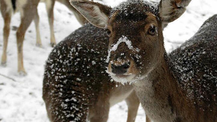 Ein bisschen Schnee um die Nase macht ja nun wirklich nichts. Fotos: Peter Klopf