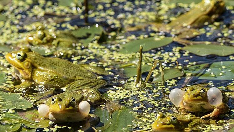 Im Weidigsee geht's zuweilen laut zu: Wasserfrösche geben ein  eindrucksvolles Konzert. Foto: Jürgen Hüfner