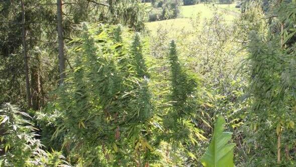 Maßbacher Drogenwald.