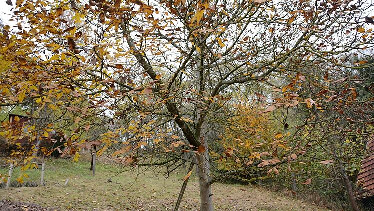 Herbst-Impressionen aus dem Traumgarten Foto: Dagmar Besand
