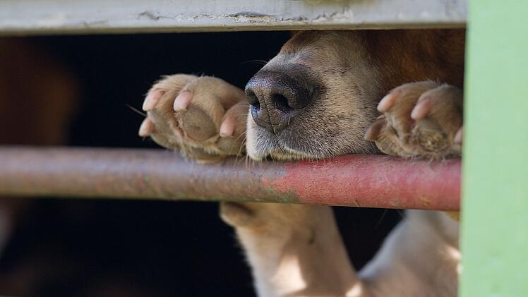 Das aus Russland stammende Tier war in Quarant&auml;ne gebracht worden