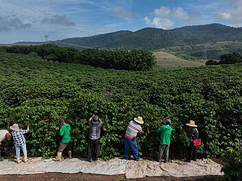 Kaffeeanbau in Brasilien