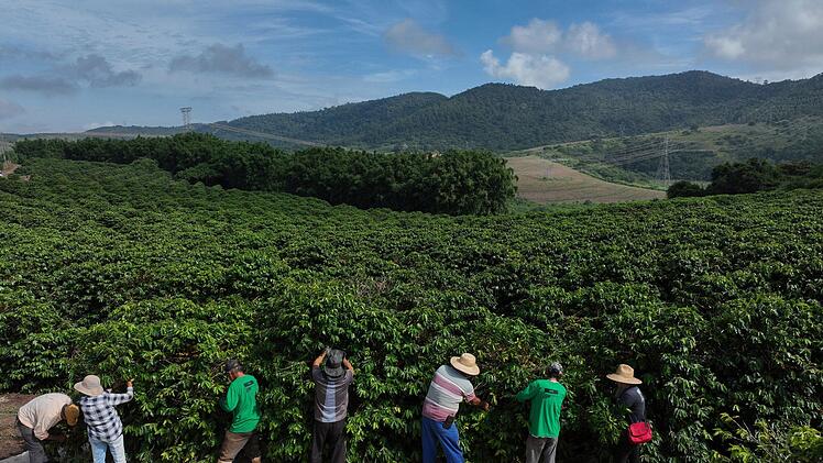 Kaffeeanbau in Brasilien