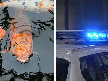 Sonnefeld: Ein Tier verendet - Unbekannter soll Wasser von Koi-Teich abgepumpt haben