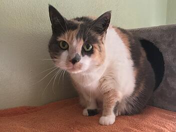 Tierheim Bamberg: Besitzerin musste ihre Katze Peterle abgeben