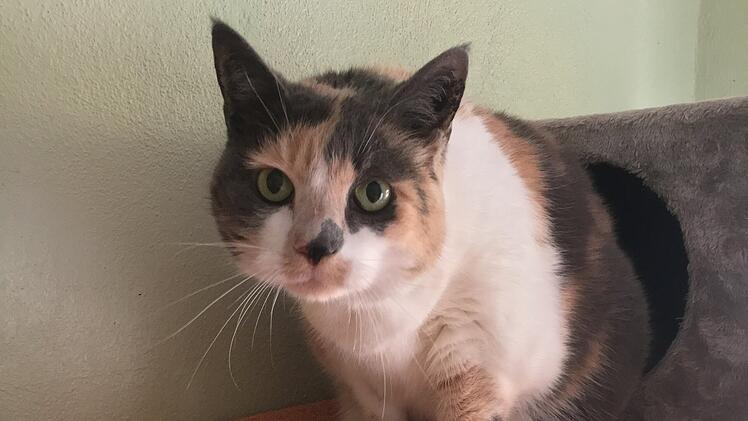 Tierheim Bamberg: Besitzerin musste ihre Katze Peterle abgeben
