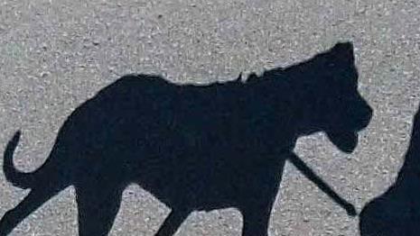 Über Notruf alarmierte eine Frau die Forchheimer Polizei. Sie hatte jämmerliches Hundegebell und einen Schuss gehört. Symbolfoto: Armin Weigel/dpa