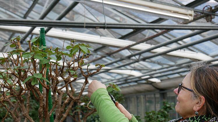 Damit die Fuchsien gut in Form bleiben und im Sommer üppig Blüten ansetzen, erhalten sie von Martine Mangold den richtigen Schnitt.
