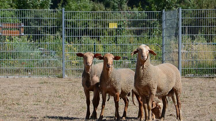 Tiergarten Nürnberg: Vier Tiere an noris inklusion abgegeben - Menschen mit Behinderung betreuen Rotkofschafe