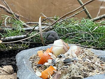 Bayerische Kurzohrmaus