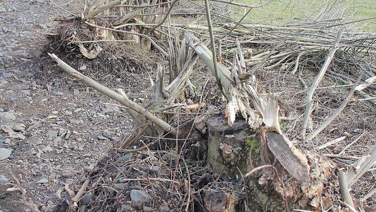 Foto: Friedwald Schedel
