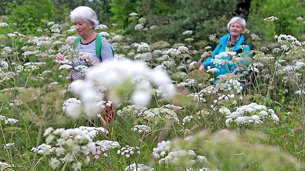 Zum Abwechslungsreichtum der Strecke z&auml;hlten auch solche Motive: Wanderer durch Blumenfelder. Fotos: Markus H&auml;ggberg