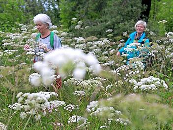 Zum Abwechslungsreichtum der Strecke zählten auch solche Motive: Wanderer durch Blumenfelder. Fotos: Markus Häggberg