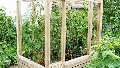 Bei diesem Kleingewächshaus bleibt der Gärtner draußen. Der Mittelgang fehlt, dadurch ist dieser Gewächshaus-Typ mindestens 1,5 Quadratmeter kleiner als gängige Typen. Aufgrund der Bedienbarkeit von außen kann es komplett geöffnet werden.  Foto: HLC