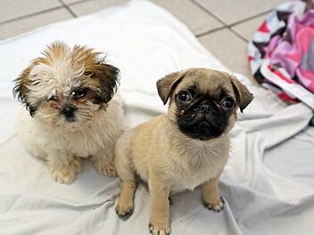 Illegaler Welpentransport: Wie gesund oder krank sind die Hunde fünf Wochen nach ihrer Rettung? Foto: Stephan Moderow/Tierheim Feucht