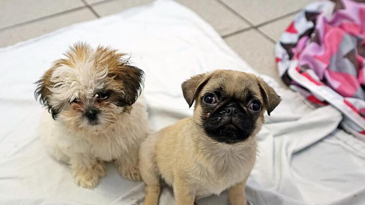 Illegaler Welpentransport: Wie gesund oder krank sind die Hunde fünf Wochen nach ihrer Rettung? Foto: Stephan Moderow/Tierheim Feucht