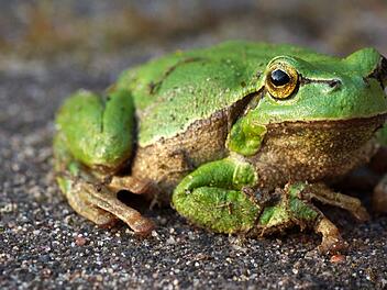 Auf den Wetterfrosch konnte man sich früher verlassen. Foto: Stefan Sauer/dpa