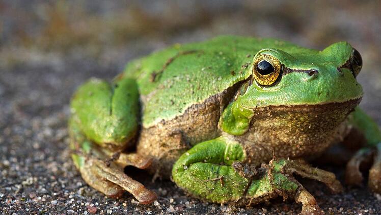 Auf den Wetterfrosch konnte man sich früher verlassen. Foto: Stefan Sauer/dpa