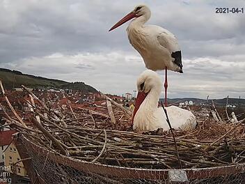 Diesen Blick aufs Hammelburger Storchennest können Internet-Nutzer rund um die Uhr miterleben.