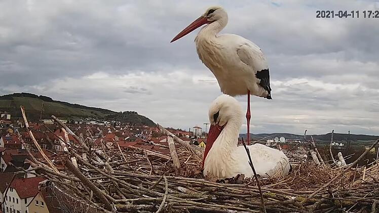 Diesen Blick aufs Hammelburger Storchennest können Internet-Nutzer rund um die Uhr miterleben.